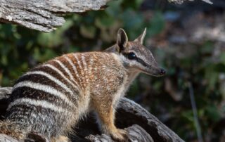 numbats-must-eat-20,000-termites-a-day,-but-warmer-days-might-make-that-impossible