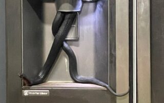 ‘enough-to-send-a-chill-down-anyone’s-spine’:-snake-found-dangling-down-from-ice-dispenser-on-fridge-door