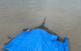 mutilated-stingray-carcasses-on-adelaide-beaches-spark-plea-for-humane-handling-of-fish
