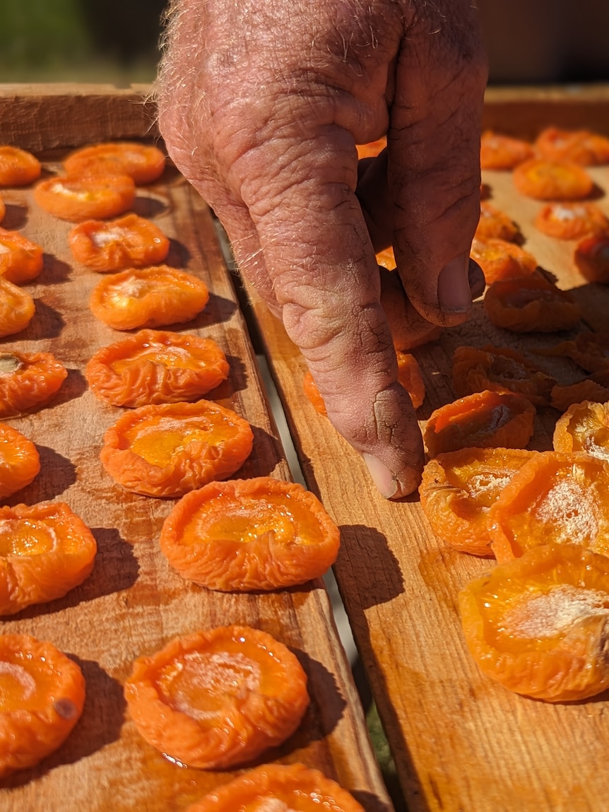 Wet summer threatens to create a shortage of Australiangrown dried