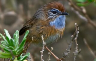 fears-for-endangered-bird-as-rocket-proposal-encroaches-on-habitat