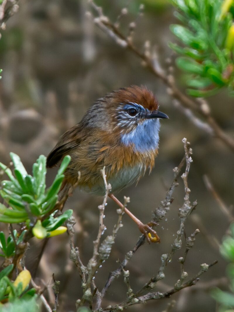 Fears for endangered bird as rocket proposal encroaches on habitat : SA ...