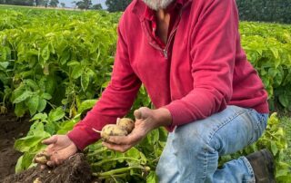consumers-may-face-more-hot-chip-potato-shortages-as-heatwaves-become-more-widespread