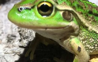 citizen-scientist-program-to-help-solve-mystery-of-mass-frog-kill-event-at-lagoon