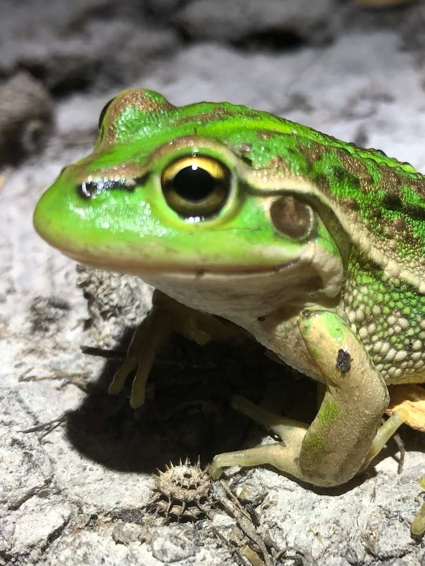 Citizen scientist program to help solve mystery of mass frog kill event