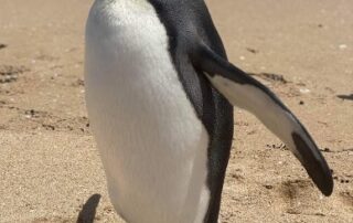 king-penguin-turns-up-on-sa-beach-thousands-of-kilometres-from-antarctic-home