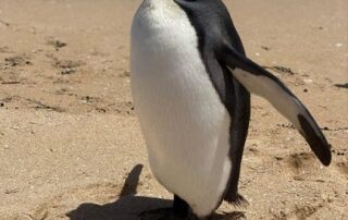 king-penguin-seen-on-coorong-beach