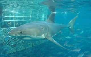 ocean-feeding-frenzy-sparked-by-cold-water-upwelling-begins-off-sa-coast