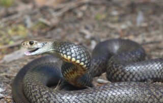 why-farmers-are-being-urged-to-make-friends-with-venomous-visitors