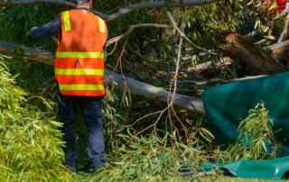 woman-killed-by-falling-tree-in-adelaide-parklands