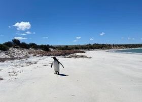 second-king-penguin-spotted-acting-‘happy’-in-south-australia,-2,500km-from-nearest-colony