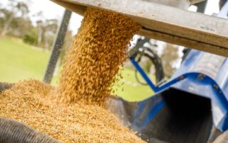 ‘risky’-business-as-australian-barley-exports-to-china-surge-after-three-year-ban