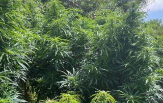 police-find-98-cannabis-plants-growing-in-national-park