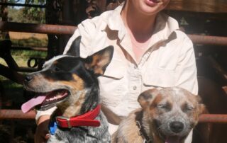 one-dog-dead,-three-others-recovering,-after-suspected-poisoning-on-harvey-farm