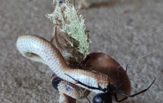 redback-spider-catches-baby-eastern-brown-snake-in-its-web