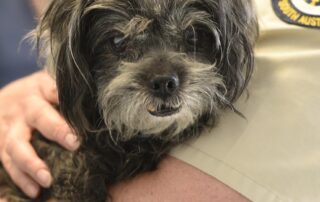 rspca-appeals-for-tougher-laws-after-animals-were-found-in-‘horrific’-conditions