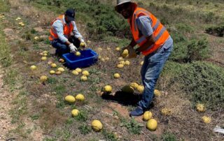 weed-that-costs-farmers-$100-million-a-year-could-help-create-sustainable-cement-alternative