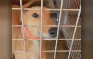 property-owner-left-to-care-for-eight-greyhounds-left-behind-by-evicted-tenant