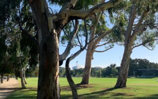 how-safe-are-our-trees?-concerns-rise-after-student-killed-by-falling-tree