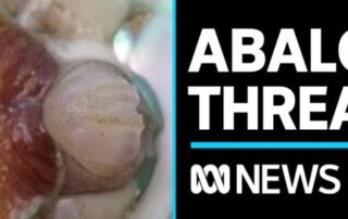 fishing-restrictions-implemented-after-abalone-disease-detected