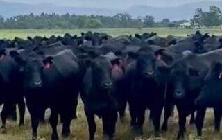nsw-farmer-offers-$10,000-reward-after-cattle-rustlers-steal-$130,000-worth-of-livestock