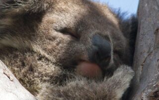 ‘horrific’-vision-of-koalas-scrambling,-falling-as-trees-cut-down-spurs-government-action