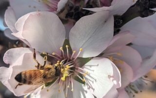 almonds-could-be-in-short-supply-if-varroa-mite-stops-bee-movements,-growers-warn