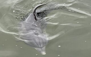 swimmers-warned-to-leave-friendly-dolphin-alone-after-reports-of-people-trying-to-ride-him