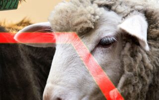 a-shocking-week-for-selling-livestock-as-meat-processor-demand-plummets