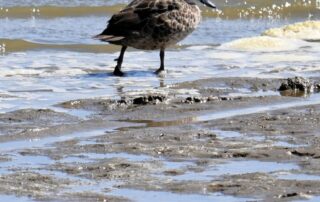 hundreds-of-waterbird-deaths-raise-disease-concerns-for-rarer-birds-feeding-on-corpses