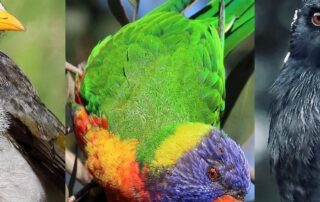 lorikeet,-miner-or-magpie-—-what-is-australia’s-most-commonly-spotted-bird?