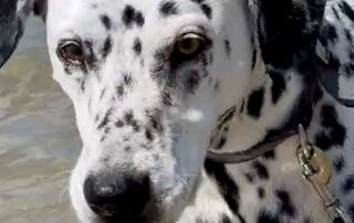 toxic-algae-warning-for-pets-and-swimmers-in-parts-of-murray-river,-south-australia