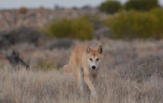 how-dingo-wee-could-make-non-lethal-management-of-the-native-species-easier