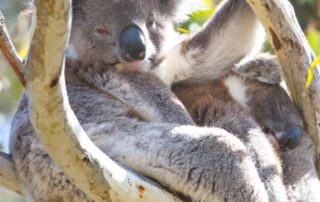 tree-felling-to-resume-on-kangaroo-island-after-koala-welfare-outcry