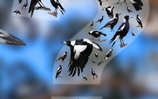 magpies,-magpie-larks-and-the-striking-mystery-of-the-piping-shrike