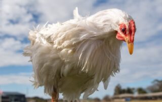 australia’s-chicken-farmers-say-they’re-going-backwards-due-to-unfair-treatment-by-processors