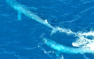 blue-whales-seen-engaging-in-‘full-on-combat’-during-spectacular-courtship-ritual
