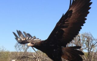 wedge-tailed-eagles-are-being-tracked-by-satellite-to-see-if-they-are-a-threat-to-lambs