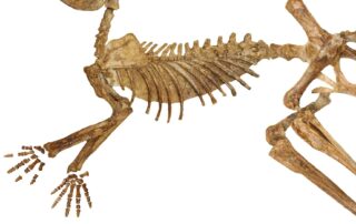 ‘a-long-time-coming’: australian-scientists-identify-three-new-species-of-extinct-kangaroo