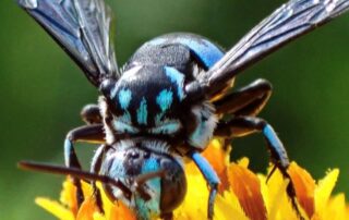 could-native-bees-be-driven-to-extinction-while-scientists’-eyes-are-elsewhere?