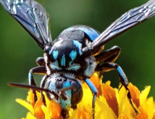 Could native bees be driven to extinction while scientists’ eyes are elsewhere?