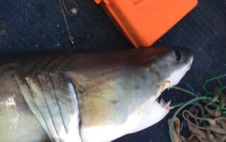 boy-left-with-‘big-gashes’-after-being-bitten-by-shark-on-fishing-boat-off-adelaide