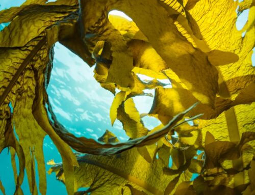 Green aquaculture farming of kelp and mussels lumped with same planning costs as coal mines