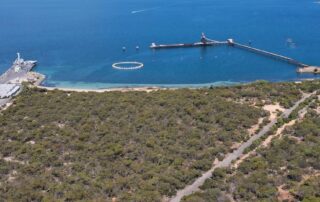 death-of-pymgy-whale,-two-dolphins-unrelated-to-seismic-survey,-sa-water-says