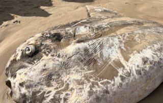 huge-fish-believed-to-be-giant-sunfish-washes-up-on-sa-beach