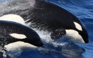 australia’s-elusive-killer-whales-better-understood,-thanks-to-citizen-scientists