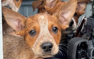puppies-and-cats-allegedly-dumped-—-police-and-rspca-appeal-for-help