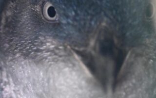 little-penguin-mass-death-under-investigation-as-dozens-of-birds-reportedly-wash-up-on-sa-beach