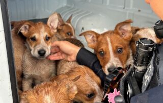pair-charged-over-alleged-puppy-dumping,-more-dogs-seized