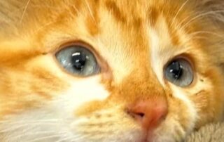 ‘very-lucky’-discovery-of-tiny-ginger-kitten-at-bottom-of-jetty-rubbish-bin-by-school-boys